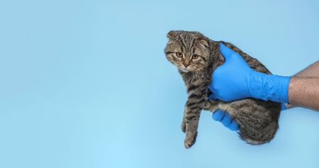 An animal cat at an examination at a veterinary clinic. The cat in the hands of a doctor in medical gloves. Veterinary concept. Banner. Copy spaceの写真素材