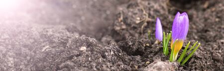 The first spring flower is a snowdrop, crocus plant sprouting from the ground blooming in the sun. Awakening of nature. Early spring. Banner. Copy spaceの写真素材