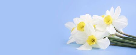 Fresh white daffodils isolated on a blue background. Bouquet of daffodils. Spring flowers. Banner. Copy spaceの写真素材