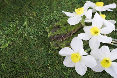 Fresh white daffodils on a background of green grass, moss. Bouquet of daffodils. Spring flowers....