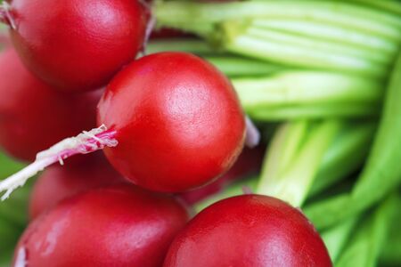 Fresh young radish with leaves close-up. Selective focus. Ecological vegetables. Copy spaceの写真素材