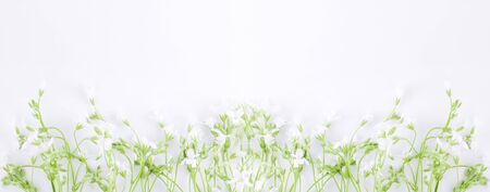 White wildflowers with green leaves isolated on a white background. groundworm creeping groundcover. Bannerの写真素材