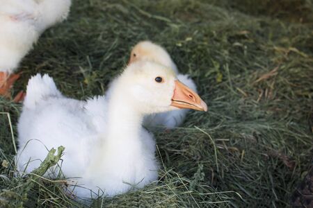 A curious funny goose looking at the camera on a sunny day. Cute white goose portrait on the hay in...