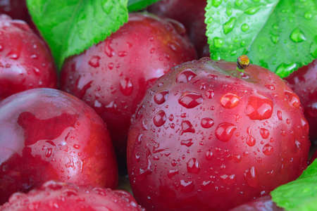 Fresh plums with leaves and water drops, macro photo. Texture background of fresh red plums. Copy...