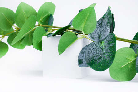 Background with a green branch lying on a white cube. Abstraction. Copy spaceの写真素材