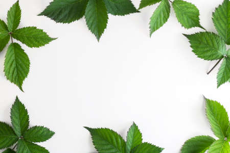 Frame made of green leaves on a white background. Top view, copy space, flat layの写真素材