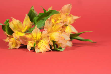 Floral background. Selective focus. Alstroemeria bouquet on a red background with bokeh. Greeting...