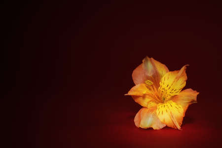 Yellow bud of alstroemeria flower on a red-burgundy background. Selective focus. Postcard.の写真素材