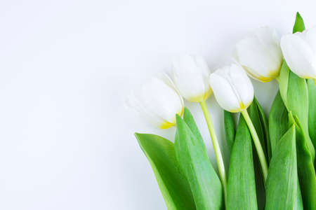 White tulips on a white background. Congratulation concept card for Women's Day, mother's day, spring flowers, banner, greeting. Copy spaceの写真素材