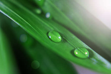 Drops of ross on green grass, in the rays of the sun. Selective focus. Macro shooting.の写真素材