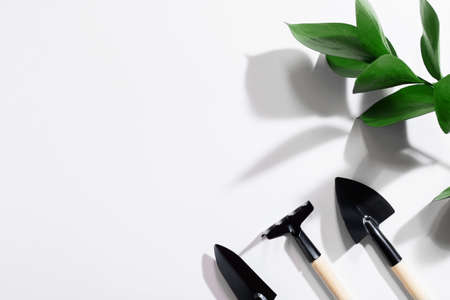 Shovels and rakes isolated on white background with green plant. Gardening at home. Gardening Tools....
