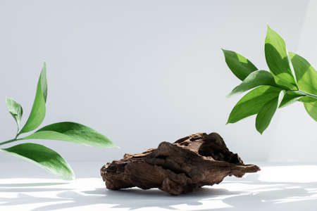 Background for cosmetics in natural white-gray color with leaves. Driftwood on a white background with hard shadows.の写真素材