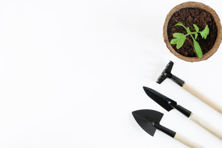 The process of cultivating seedlings at home. A pot of tomato seedlings isolated on a white background with a spatula and a rake. Farming. Top view. Flat layの写真素材