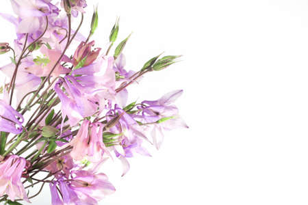 Floral delicate background for text or product, top view. Bouquet of Pink wildflowers Aquilegia on a white background with hard shadows. The border.の写真素材
