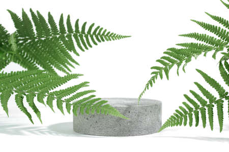 Cylindrical stone concrete eco podium on white background with hard shadows and tropical fern leaves. Minimal empty cosmetic product presentation scene. Geometric podium.の写真素材