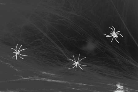 Halloween or horror background concept. Spiders and cobwebs on a dark black background. Selective focus. Copy spaceの写真素材