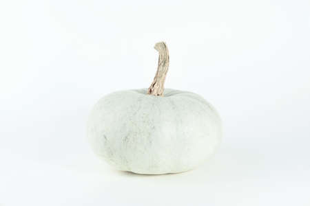 Pumpkin isolated on white background with shadow. Ripe green white pumpkin. Harvest in the fall.の写真素材