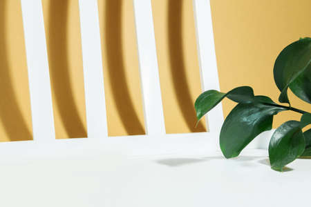 Creative mockup of riskus leaves and geometric white lines with hard shadows on a white beige background in the rays of the sun. Minimal summer or autumn exotic conceptの写真素材