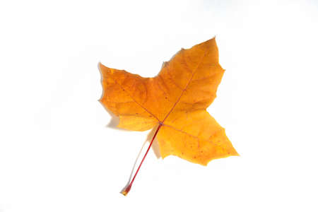 Autumn yellow orange wedge leaf close up isolated on white background.の写真素材
