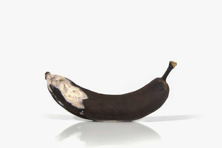 Spoiled banana on a white background with hard shadows and reflection. Organic waste overripe fruit. Ugly foods, fruits. copy spaceの写真素材