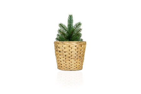 Green Christmas tree in a natural straw eco pot on a white background. Undecorated spruce pattern for home decorationの写真素材