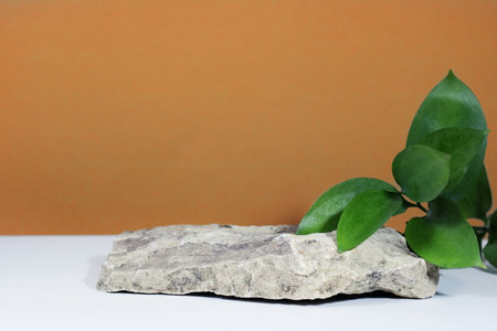 Creative layout of colorful riskus leaves on a white beige background in the rays of the sun, with shadows. Showcase with green leaves and stone natural podium pedestal, eco podium and platform.の写真素材