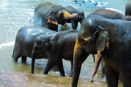 Elephant of Sri Lankaの写真素材