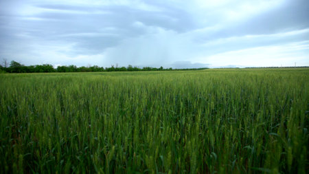 Rural landscape of young green wheat growing in fieldsの写真素材