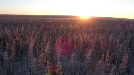 Low aerial shot of snowy forest at northen morning with sun risingの写真素材