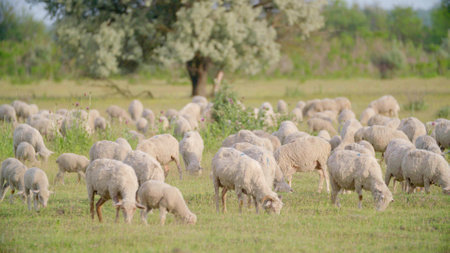 Huge flock of sheep grazing in green field landscape.の写真素材