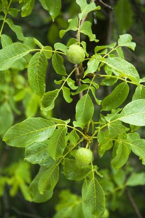 Green branch of a walnut in the rainの写真素材