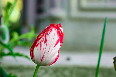 Tulip in the morningの写真素材