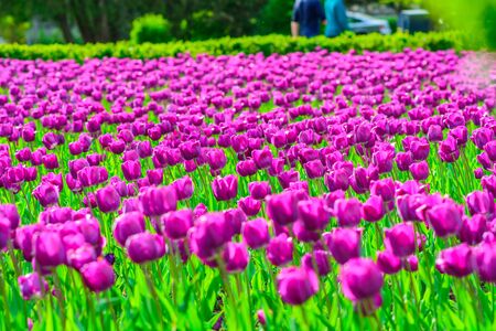 Mauve fieldの写真素材