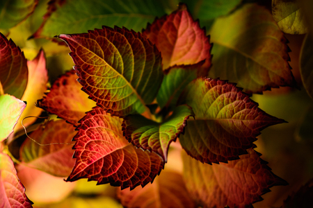 Plant with red and green leafs