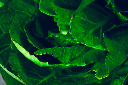 Chinese cabbage on the table with drops of waterの写真素材