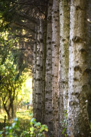 Pine trees in the autumn forrestの写真素材