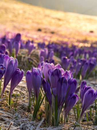 Violet crocuses blooming in cold spring morningの写真素材