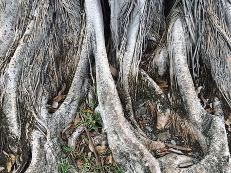 Root Tree