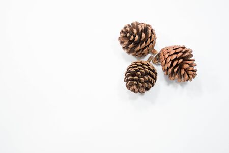 pine cone on white backgroundの写真素材