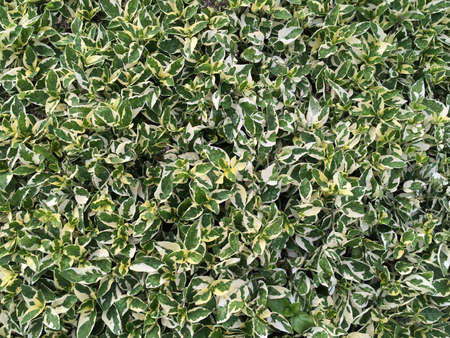 background leaves with sunlightの写真素材