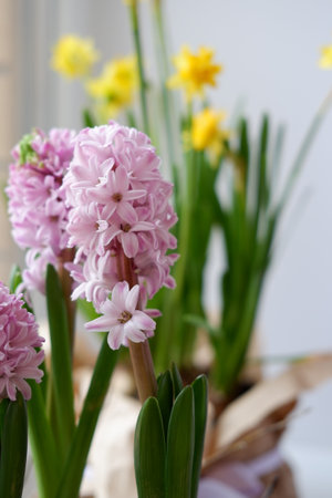 Spring yellow flowers daffodils and hyacinths in a pot on the windowsill. Flowers for Easterの写真素材