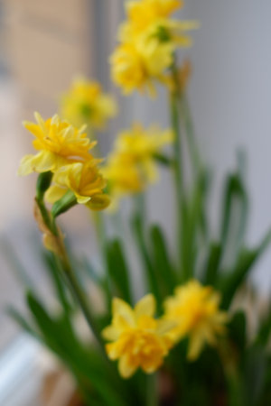Spring yellow flowers daffodils in a pot on the windowsill. Flowers for Easterの写真素材
