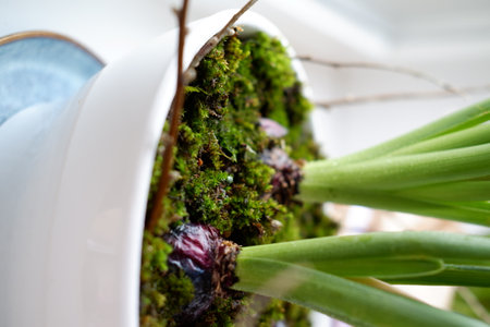 Spring flowers hyacinths in a pot on a windowsill.