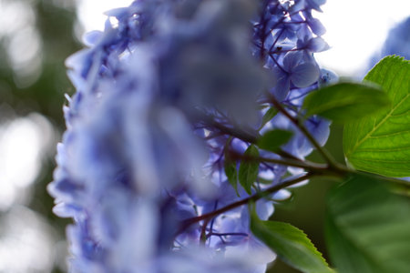 Flowers of large-leaved hydrangea. Pink and blue hedge of hydrangea. Garden flowers. Hydrangea...