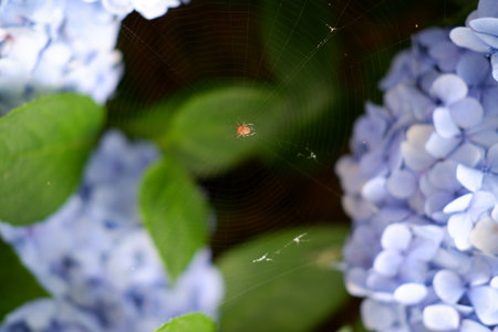 Flowers of large-leaved hydrangea. Pink and blue hedge of hydrangea. Garden flowers. Hydrangea macrophylla flowering shrubs. Hortensia multicolor flowers. French hydrangea blooming plants.の写真素材
