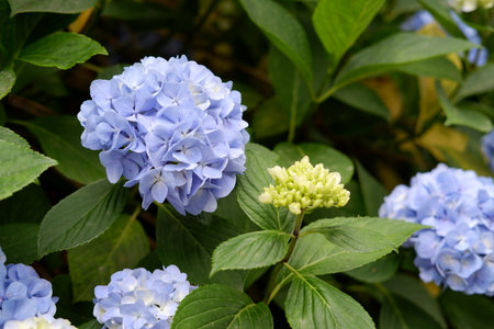 Flowers of large-leaved hydrangea. Pink and blue hedge of hydrangea. Garden flowers. Hydrangea...
