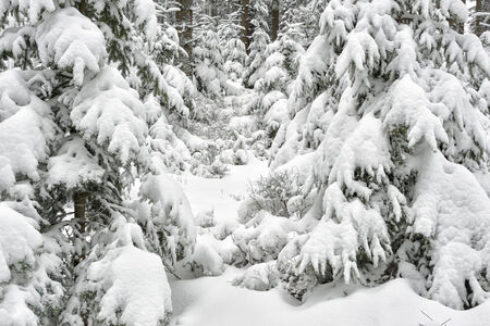 Winter landscape in Polish Mountainの写真素材