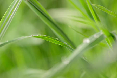 Water drops on the green grass の写真素材