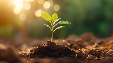 Renewal and growth: Seedling emerging from brown soil in sunlightの素材