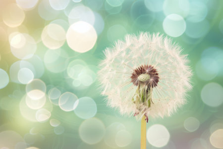 Dreamy Dandelion, Whimsical Illustration on Bokeh Backgroundの素材